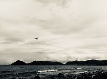 Birds flying over sea against sky