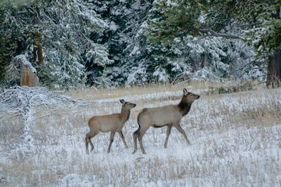 Deer standing in forest during winter