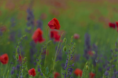 Close-up of red poppy flowers on field