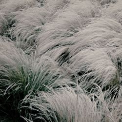 Plants growing on field