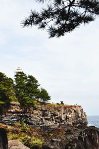 Trees on rock against sky