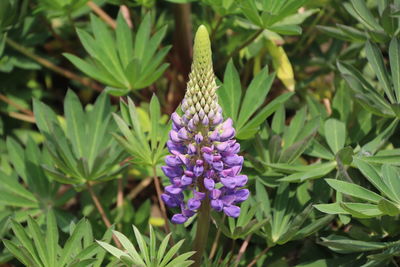 Close-up of purple flowering plant