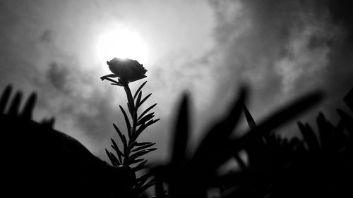 Close-up of silhouette plant against sky