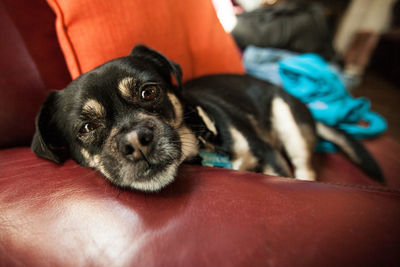 Portrait of puppy relaxing on sofa