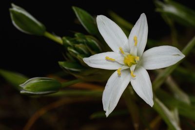 Close-up of white flowering plant