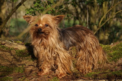 Portrait of a dog