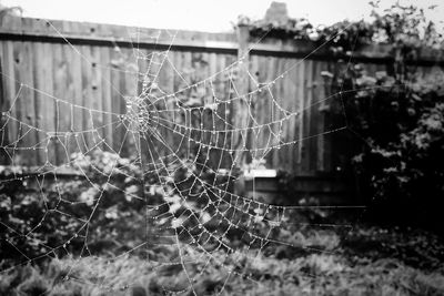 Close up of fence