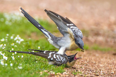 Close-up of bird flying over grass