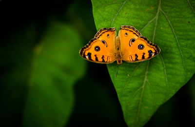 Close-up of butterfly on leaf