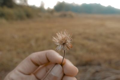 Close-up of hand holding flower on field