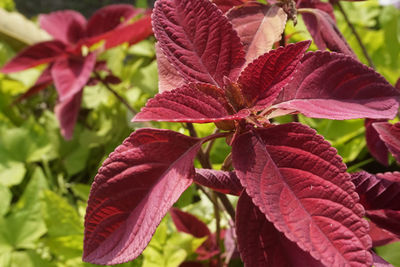 Close-up of pink flowering plant leaves