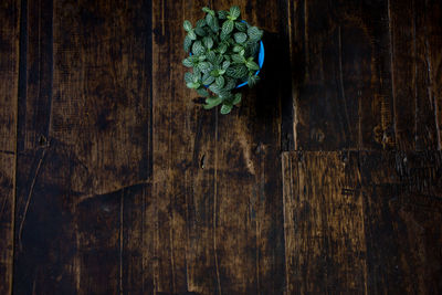 Directly above shot of potted plant on wooden table