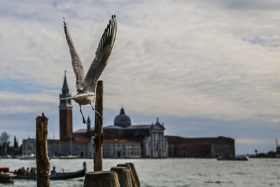 Close-up of bird with church of san giorgio maggiore in background