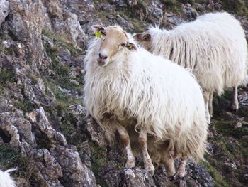 Sheep standing in grass
