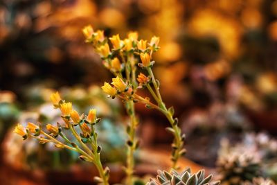 Close-up of plants against blurred background