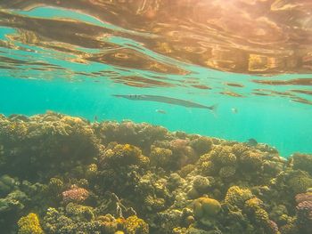 View of fish swimming underwater