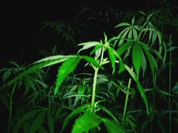 Close-up of fresh green plants against black background