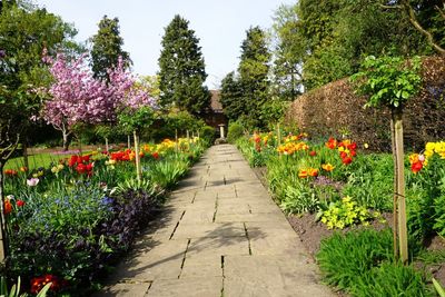 Flowering plants and trees against sky