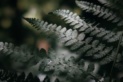 Green fern