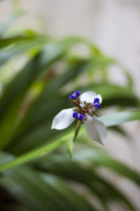 Close-up of purple flowering plant