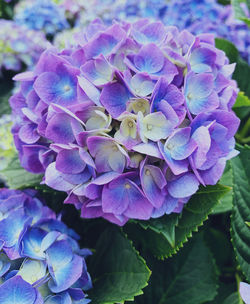 Close-up of purple hydrangea flowers