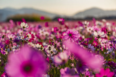 Kashihara city, nara prefecture cosmos field of fujiwara palace