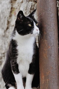 Close-up of cat looking away