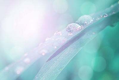 Close-up of water drops on leaf