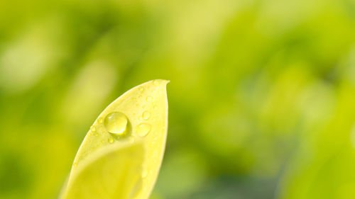 Close-up of raindrops on leaf