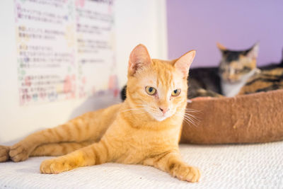 Portrait of ginger cat