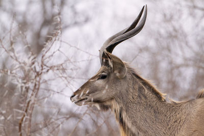 Close-up of deer