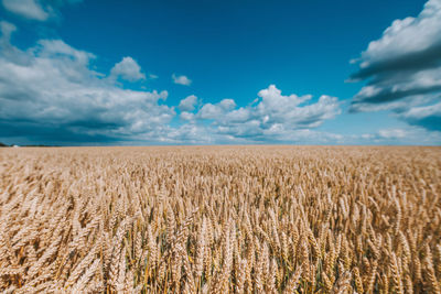 View of stalks in field against cloudy sky