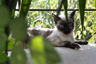 Portrait of cat by tree against plants