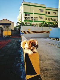 Dog on house against clear sky