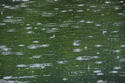 High angle view of fish swimming in lake