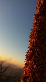 Low angle view of trees against clear sky during sunset