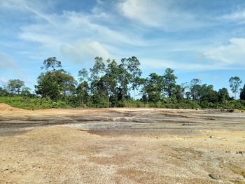 Trees on field against sky