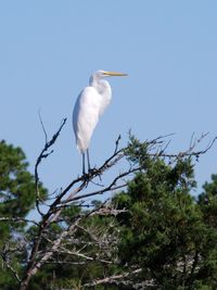 Low angle view of bird perching on tree against sky