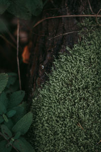 Close-up of moss growing on tree trunk