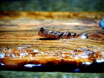 Full frame shot of water in surface