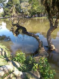 Reflection of trees on lake