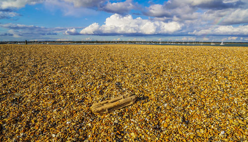 Scenic view of field against sky
