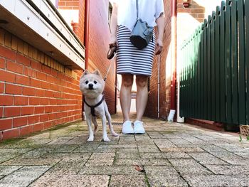 Rear view of woman with dog