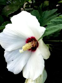 Close-up of white hibiscus flower