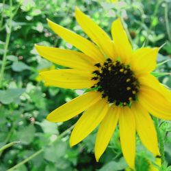 Close-up of yellow flower