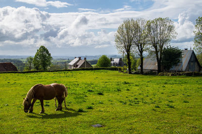 Horse grazing in a field