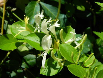 Close-up of white flowers