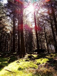 Trees in forest