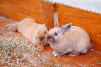 Two fluffy pet bunny