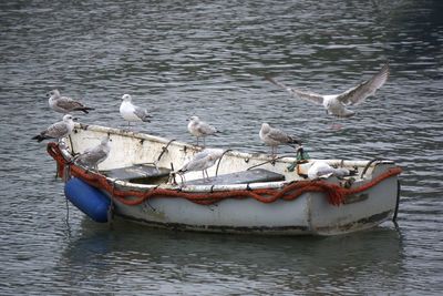 Birds in lake